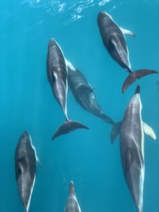 Neuseeland Delfine